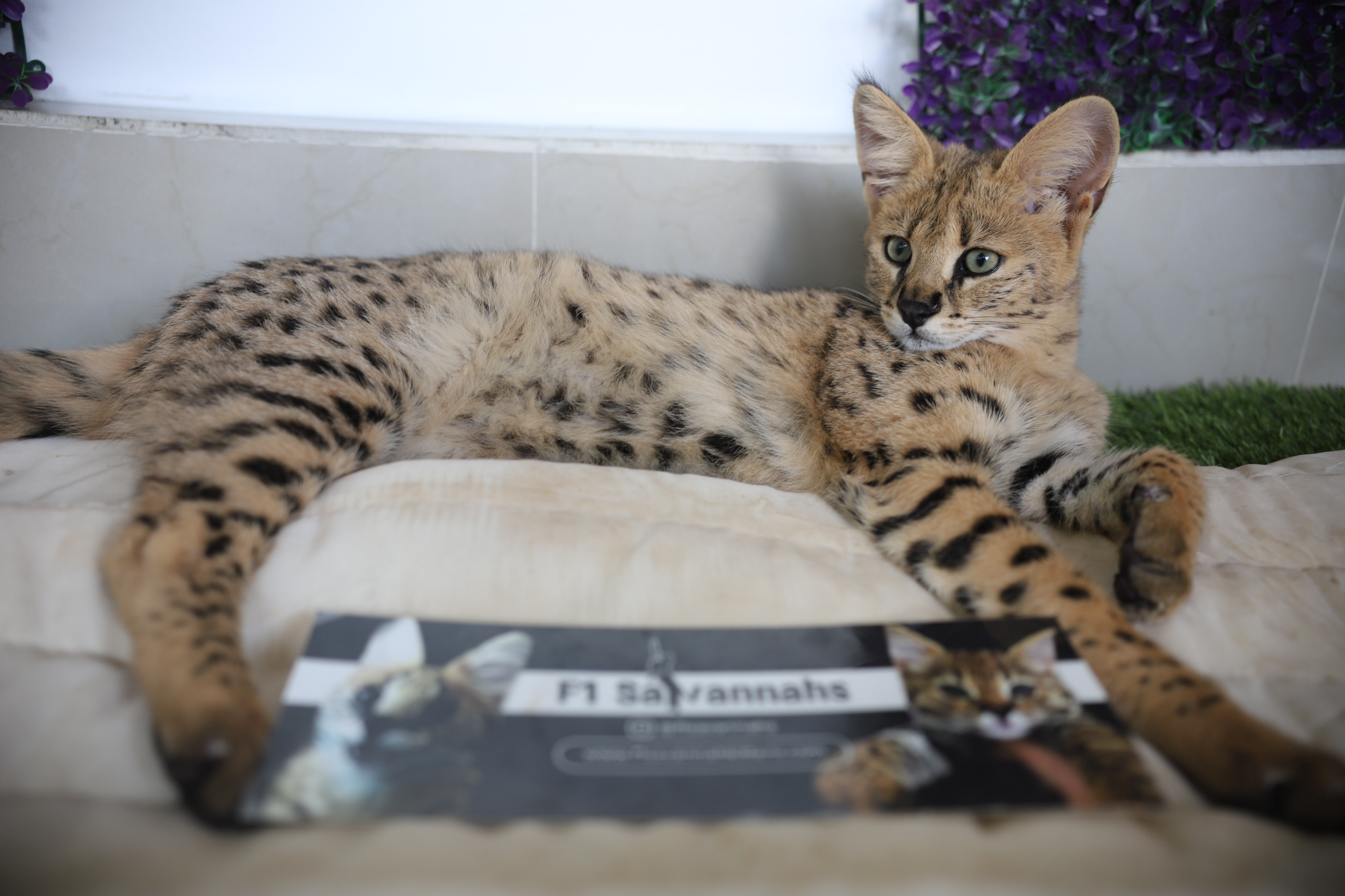 f2-savannah-cat-f1-f2-savannah-kittens-for-sale-florida